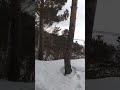 Сколько птиц и все радуются весне. Приглашаю на лесные экскурсии
