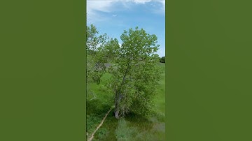 #Shorts | Finally Hitting A Tree Gap | DJI FPV