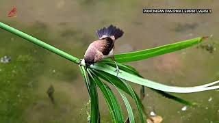 เสียงและรูปลักษณ์ของ Munia Lonchura striata ขาขาวในป่า