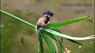 Sound and Appearance of White-rumped Munia Lonchura striata in the Wild.