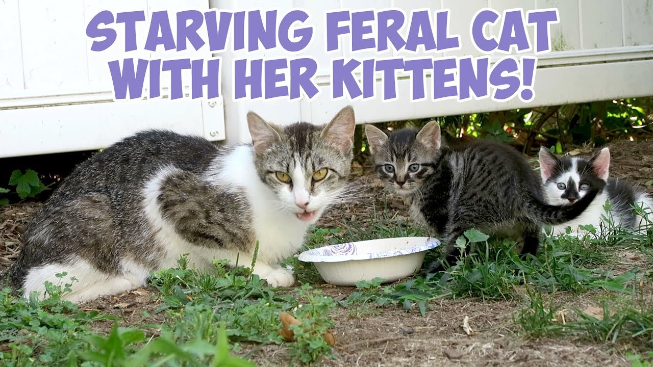 training feral kittens