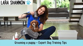 Grooming a Puppy - Expert dog training tips by Lara Shannon 143 views 2 years ago 1 minute, 59 seconds