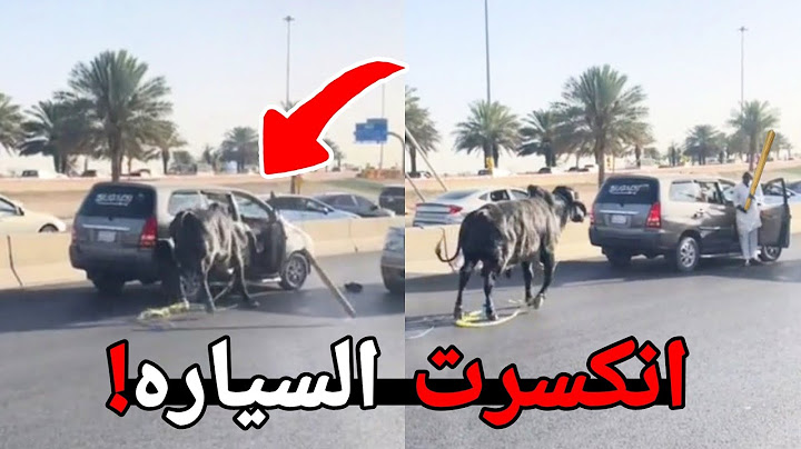 الغبي هذا يبي يضرب الثور بالعصا!! ( ودع الملاعب😂 )