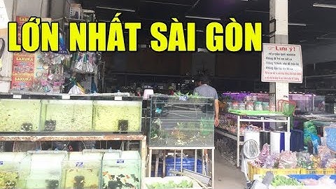Đi Mua Cá Cảnh Về Nuôi Ở Cửa Hàng Trung Tín với hàng trăm loại Cá Rẻ và Đẹp #2