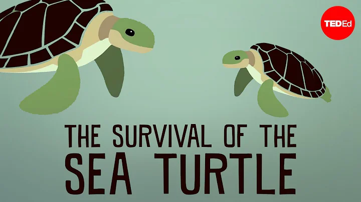 The survival of the sea turtle - DayDayNews