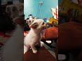 #cat #バリ島ガイド #animal #kucinglucubandung #kitten #動物 #cute #funny #猫 #cutecat
