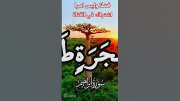 القرآن الكريم #اكسبلور #رمضانمبارك #دويتو #تيك_توك #راحة_نفسية #لايك #حالات_واتس #صباح_الخير #duet