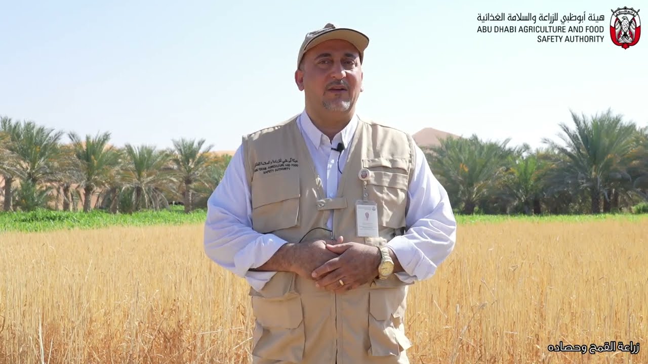 زراعة القمح وحصاده في دولة الامارات العربية المتحدة
