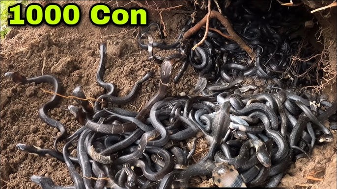 Thả 1000 Con Rắn Hổ Mang Về Với Môi Trường Tự Nhiên | Release 1000 Cobras  Back to Nature - YouTube