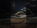ن اد اك مشتاقا ع ل ي يا زهرتي ل ا ترحلي 