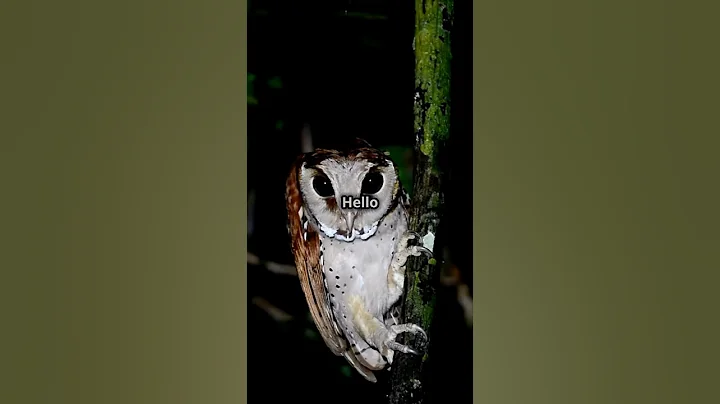 Fascinating Owl Facts for Kids! Fun Animal Facts & Wildlife Adventures thumbnail