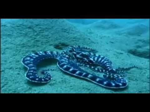 Most intelligent Mimic Octopus in the world (with sub)