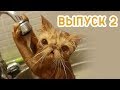 😹Я РЖАЛ КОТЫ Январь 2019 (выпуск 2)😹 - Смешные коты и котики, приколы с котов до слез