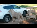 lion opens car door