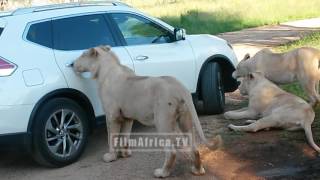 lion opens car door by Global World Entertainment 4,550,314 views 7 years ago 1 minute, 28 seconds