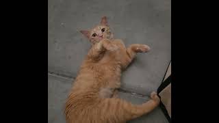 Seraphina the FIP stray cat 3 weeks of Antiviral Oral treatment journey