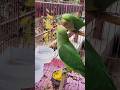 Magic Power Wala Snack 🦜✨!! Jadui Khana Khata Mittu ✨🦜#shorts #ytshorts #shortvideo