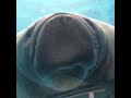 Manatee hits the glass