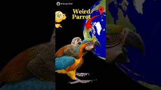 Weird Parrot 🤯🦜😱 on google earth and google maps 🌎 #sygoogleearth #shots #parrot @SYGoogleEarth