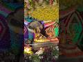 ##tirumala #devotional #ytshorts #trendingshorts #kl_creativehub