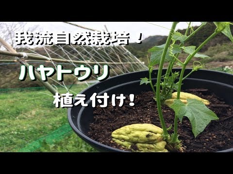 ハヤトウリ植え付け 3 25 我流自然栽培 Youtube