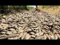 Unbelievable Fishing Technique In Dry Season _ Amazing 1 Boy Catch Many Fishes - Best Fishing Videos
