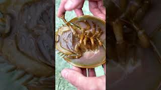 Meet the Horseshoe Crab: Really More of a Sea Spider