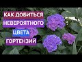 РЕЗУЛЬТАТЫ МОЕГО ЭКСПЕРИМЕНТА! Я НИКОГДА НЕ ВИДЕЛА ГОРТЕНЗИЙ ПРЕКРАСНЕЙ!