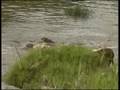 Lioness teaches cubs river crossing