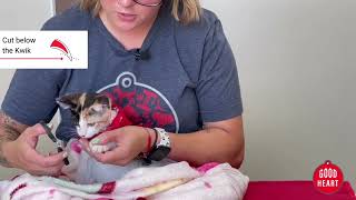How To Trim Your Cat's Nails - Goodheart Animal Health Centers by Goodheart Animal Health Center 44 views 1 year ago 1 minute, 20 seconds
