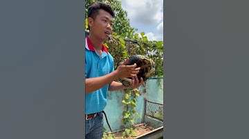 Cách phân biệt CON CẦN ĐƯỚC cái hay đực siêu DỄ & HAY | KDL Vinh Sang - Vĩnh Long