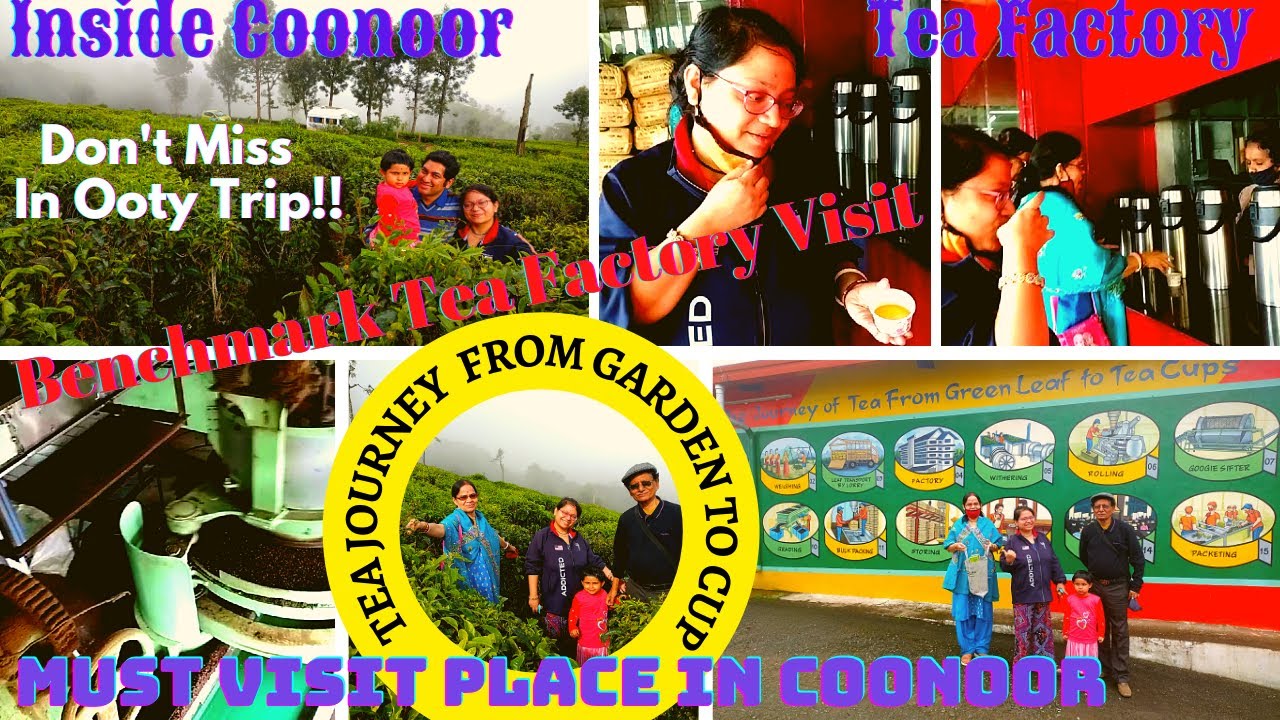 Benchmark Tea Factory Coonoor See Tea Manufacturing Where To Buy Tea Coonoor Tea Garden