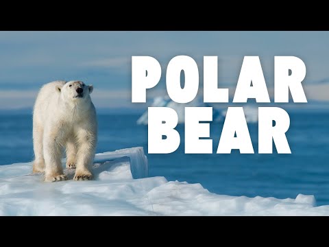 ホッキョクグマ - 北極の世界最大肉食獣 - YouTube