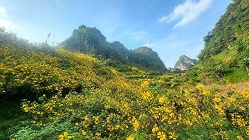 Đồi Hoa Dã Quỳ Ở Hạ Lang, Cao Bằng |Hạ Lang Quê Hương Tôi| CAO BẰNG HÓNG