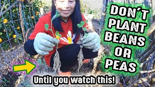 Don't Plant Beans Or Peas In Your Garden Before Watching This!