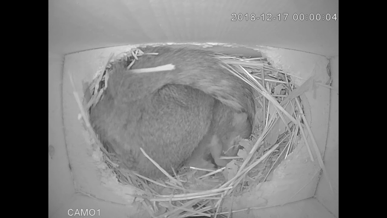 Sleepy squirrel yawning