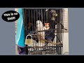 Cockatoo Padlocked and Not Handled for 30 Years | RESCUED!!