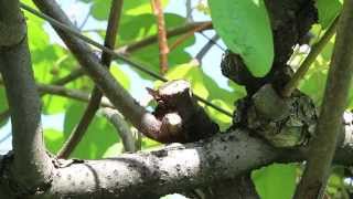 La batteriosi dell'actinidia -- Pseudomonas syringae pv. Actinidiae