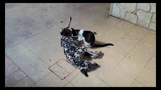 Dog Suckling Cat