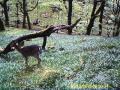 Fallow Deer munching Bluebells