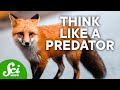 Predators & Prey | SciShow Talk Show