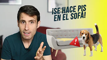 ¿Por qué mi perro hace pis dentro de casa después de estar fuera?