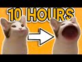 Pop Cat [10 HOURS]