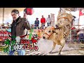 ¡¡¡TOROS QUE TRAEN GENÉTICA DE GANADERÍAS GRANDES!!! Rancho Patrón de Corralejo en Tlalmanalco