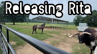 Rescue Horse Running Alongside Longhorns