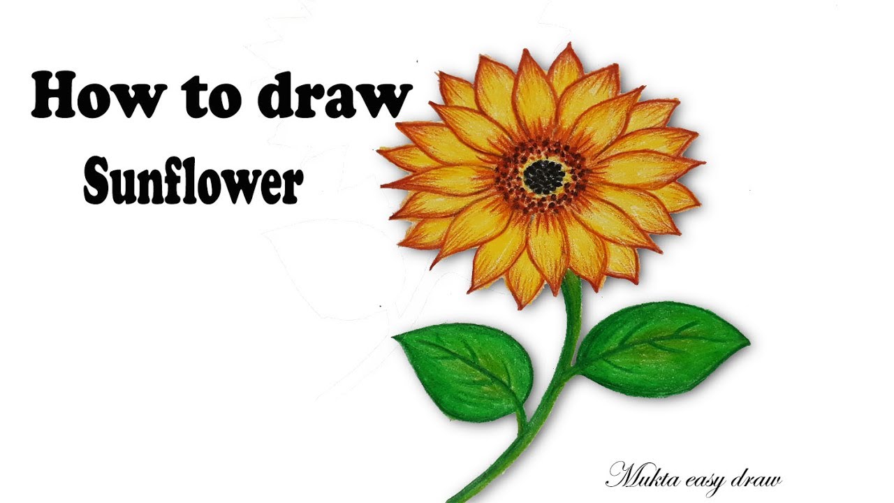 Featured image of post How To Draw Sunflowers / Draw a large circle which will give us a place marker for the petals, and two lines extending from the bottom of the circle to form the stem.