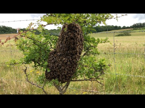 ভিডিও: কিভাবে একটি ঝাঁক ধরতে হয়