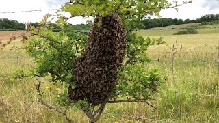 How To Catch & Rehome A Swarm Of Bees With Cotswold Bees