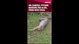 Jharkhand News | On Camera: Python Devours Fox Alive, Leaving People In Shock screenshot 1