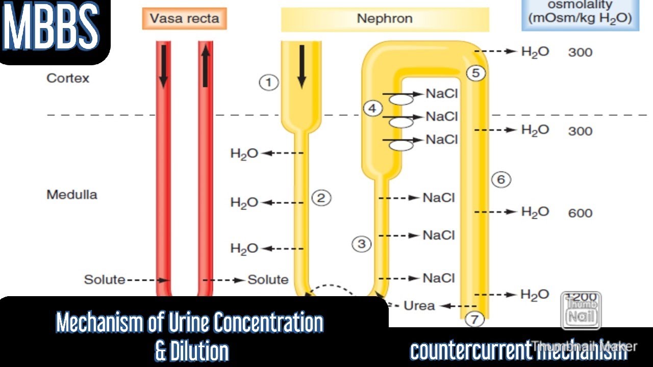 Mechanism of Urine concentration & Dilution, CounterCurrent Mechanism